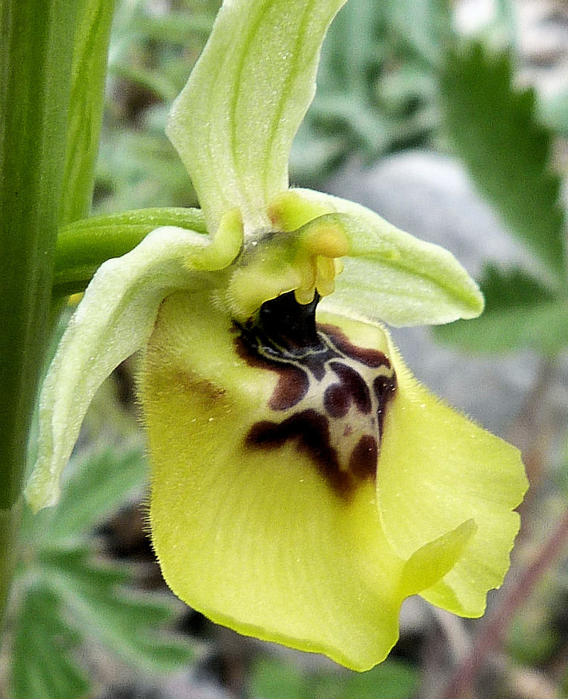 Orchidea di Lacaita